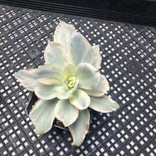 Load image into Gallery viewer, Echeveria ‘Japan Moon River’ Variegated