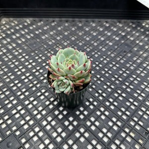 Echeveria ‘Blue Eye’