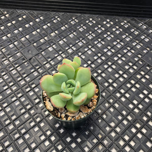 Echeveria ‘Chubby Lips’