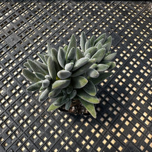 Load image into Gallery viewer, Crassula mesembryanthemoides &#39;Tarantula&#39;