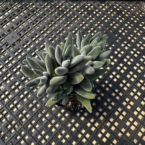 Crassula mesembryanthemoides 'Tarantula'