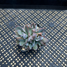 Load image into Gallery viewer, Echeveria ‘Trumpet Pinky’ Cristate Crested