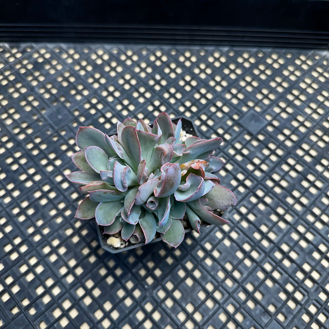 Echeveria ‘Trumpet Pinky’ Cristate Crested