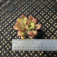 Load image into Gallery viewer, Echeveria ‘Minibelle’ Variegated