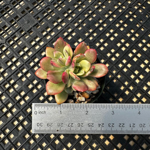 Echeveria ‘Minibelle’ Variegated
