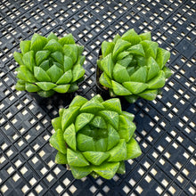 Load image into Gallery viewer, Haworthia cooperi