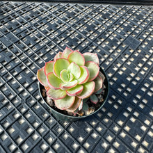 Load image into Gallery viewer, Echeveria ‘Rose Rock’ Variegated
