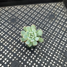Load image into Gallery viewer, Echeveria ‘Viyant’