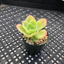 Load image into Gallery viewer, Echeveria ‘Lemon Rose’