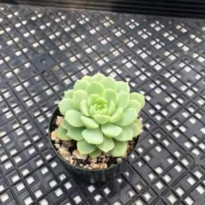 Echeveria ‘Macadamia’