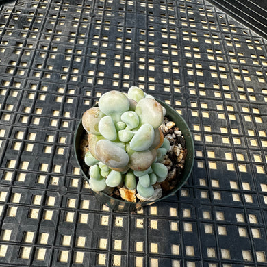 Sedum ‘Caviar’ Graptosedum ‘Caviar’