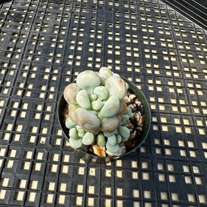 Sedum ‘Caviar’ Graptosedum ‘Caviar’