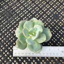 Load image into Gallery viewer, Echeveria cv. hakuhou