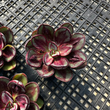 Load image into Gallery viewer, Echeveria nodulosa ‘Benitsukasa’