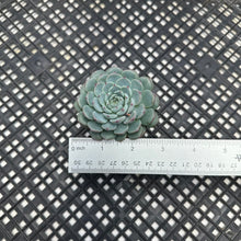 Load image into Gallery viewer, Echeveria minima