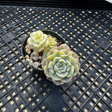 Load image into Gallery viewer, Echeveria Agavoides ‘Tinkerbell’ variegated