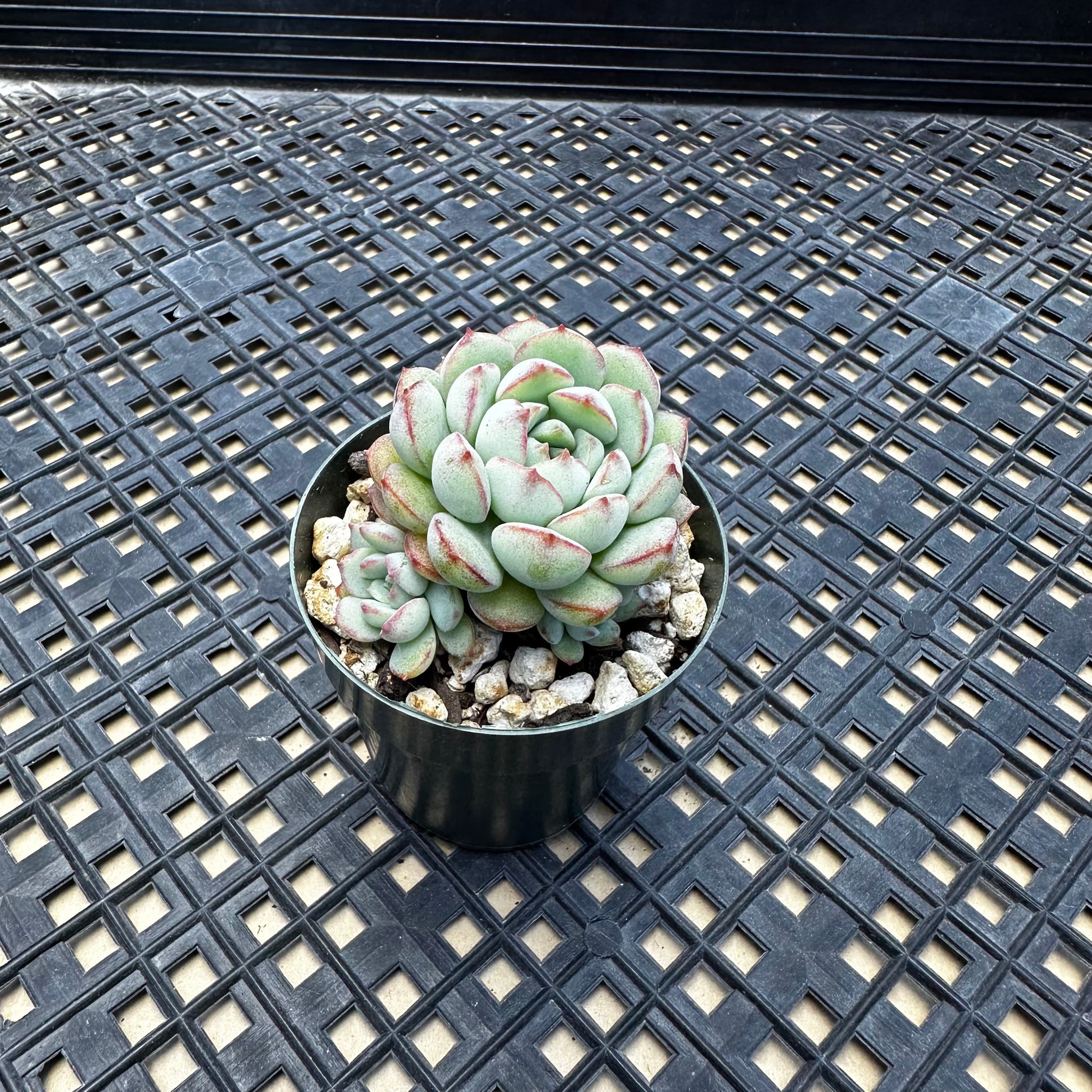 chubby succulents Echeveria 'Ecolatte' – Chubby Leaf Succulents