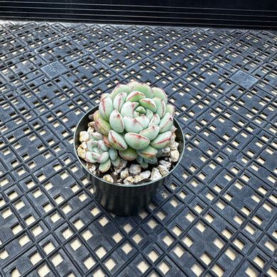 Echeveria ‘Ecolatte’