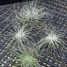 Load image into Gallery viewer, Tillandsia fuchsii