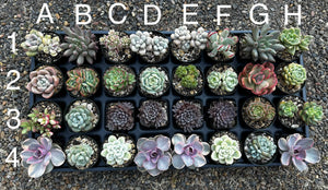 #ER-F34 Assorted 2-2.5” premium succulents. Echeveria, Crested, Crassula, Graptoveria, Sedum, Variegated