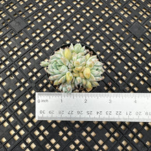 Load image into Gallery viewer, Echeveria ‘Pink Bright’