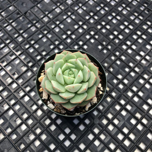 Echeveria Porima