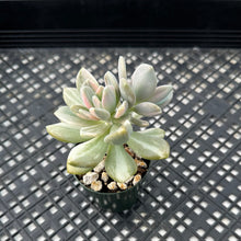 Load image into Gallery viewer, Pachyveria Pachyphytodies Variegated