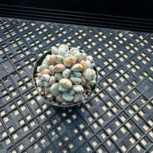 Load image into Gallery viewer, Echeveria amoena microcalyx