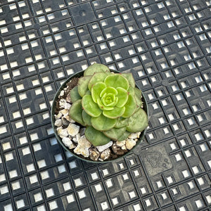 Sedeveria ‘Rolly’