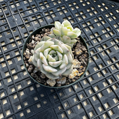 Echeveria Agavoides ‘Tinkerbell’ variegated