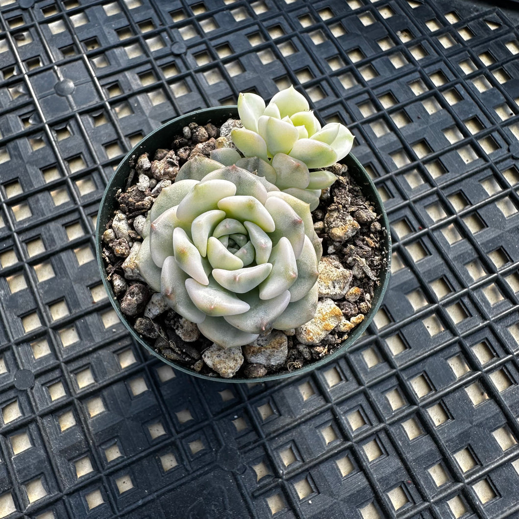 Echeveria Agavoides ‘Tinkerbell’ variegated