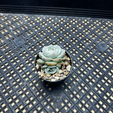 Echeveria peacockii ‘Bluette’