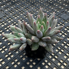 Load image into Gallery viewer, Pachyphytum ‘Red Dragonfly’ aka Red Angel Fingers
