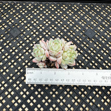 Load image into Gallery viewer, Echeveria ‘Marisa’