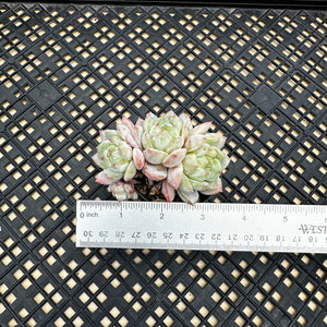 Echeveria ‘Marisa’