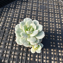 Load image into Gallery viewer, Sedeveria ‘Pudgy’ Variegated