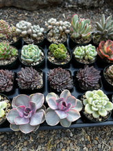Load image into Gallery viewer, #ER-F34 Assorted 2-2.5” premium succulents. Echeveria, Crested, Crassula, Graptoveria, Sedum, Variegated