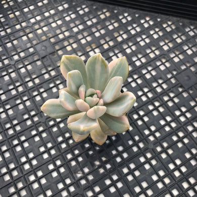 Pachyveria Pachyphytodies Variegated