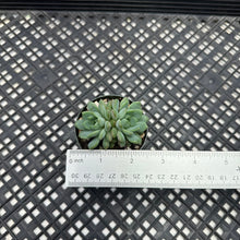 Load image into Gallery viewer, Echeveria &#39;Chrissy &#39;n&#39; Ryan&#39;