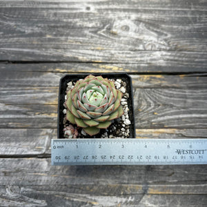 Echeveria Porima