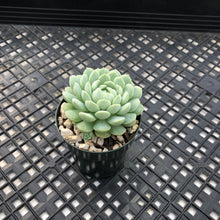 Load image into Gallery viewer, Echeveria ‘Sugar Princess’