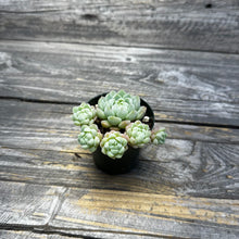 Load image into Gallery viewer, Echeveria ‘Sugar Princess’