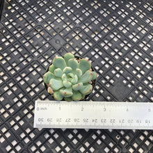 Load image into Gallery viewer, Echeveria amoena microcalyx