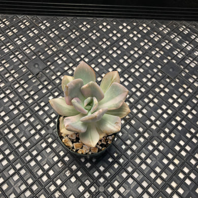 Pachyveria Pachyphytodies Variegated