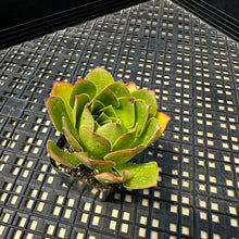 Load image into Gallery viewer, Semponium ‘Diamond’