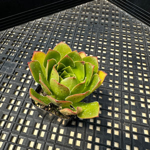 Semponium ‘Diamond’