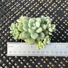 Load image into Gallery viewer, Sedum ‘Caviar’ Graptosedum ‘Caviar’