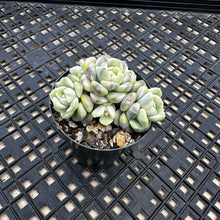 Load image into Gallery viewer, Echeveria Agavoides ‘Tinkerbell’ Variegated