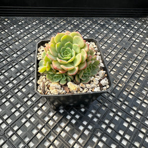 Echeveria ‘Sugar Baby’