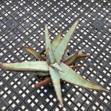 Load image into Gallery viewer, Aloe suprafoliata “Mustache Aloe” Variegated